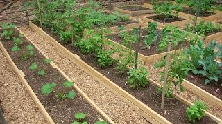 Organic Square Foot Garden 2: Starting seeds indoors