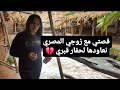 قصتي مع زوجي المصري نعاودها لحفار قبري