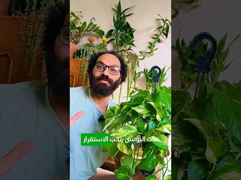4 اسرار في عناية نبات البوتس رعاية نبات البوتس  سماد زراعة نباتات  اكسبلور