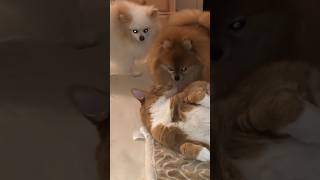 adorable pomeranian and cat  best friends ever