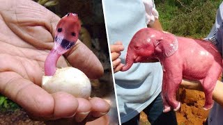 هذا هو الشكل الذي تكون عليه صِغار الحيوانات عند الولادة