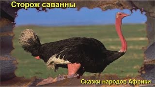 Cторож саванны (аудиосказка для детей)