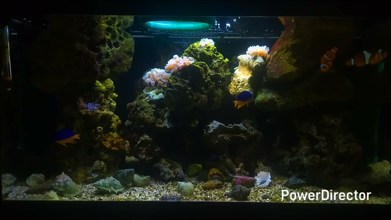 Hrana pe care o preferă! 🤦🤷