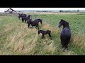 Caii lui Florin de la Vicovu de Sus, Bucovina - 2021 Nou!!!
