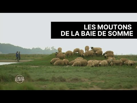 La baie de