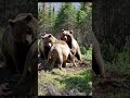 The King Retreats Lion Vs Bear In The Wild Lion Lionnation Animals The King Retreats Lion Vs Bear In The Wild Lion Lionnation Animals