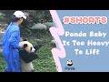 Panda Baby Is Too Heavy To Lift | iPanda #Shorts