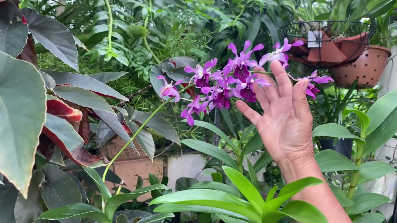 Hermosas orquídeas, colección. 