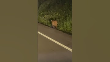 Bobcat Going on a Midnight Stroll! #countrylife #hunting #outdoors #bobcats #farm #predators