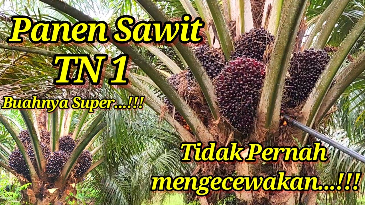 Panen Sawit TN 1 buahnya Super-super Babon Semua || Bibit Sawit terbaik tidak pernah mengecewakan