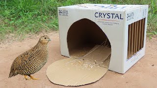 Creative Simple Unique Quail Trap Make From Paper Box | Bird Trap Entertainment Video