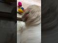 Elagainaa Thineyali Anukuntuna Dog Pet Youtubeshorts Ytshorts Viral Trending Shihtzu Yt