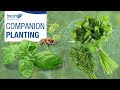 Get growing series companion planting   royal city nursery