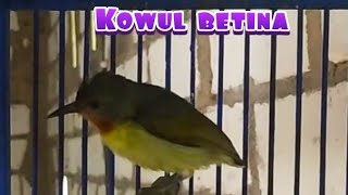 Kolibri Wulung betina gacor