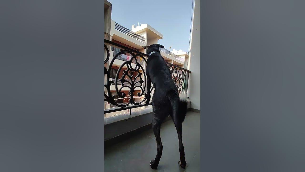 my-dog-in-a-happy-mood-makkamishi-brother-paaldabba-harrisjayaraj
