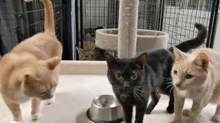 Rescue cats being cute and asking for treats #meow || Shelter Cats || Pet Friendly