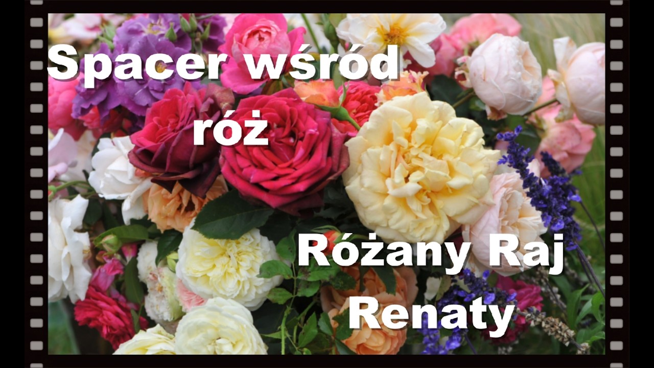 Spacer wśród róż, spytaj jaka odmiana.
