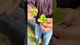 Detecta y corrige deficiencia de hierro 🌱