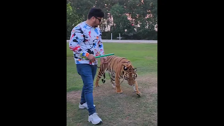 Bengal Tiger Attack on Camera Man | Nouman Hassan |