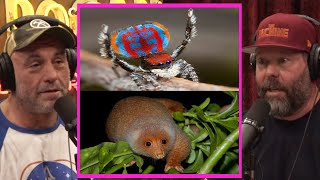Australia Has BIZARRE Creatures! | Joe Rogan \& Bert Kreischer #jre