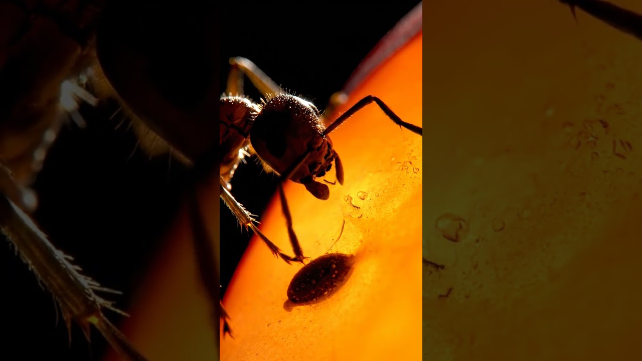 Ant vs Apple 🍏 Ultra-Macro 8K ASMR | Hypnotic Micro World Sounds