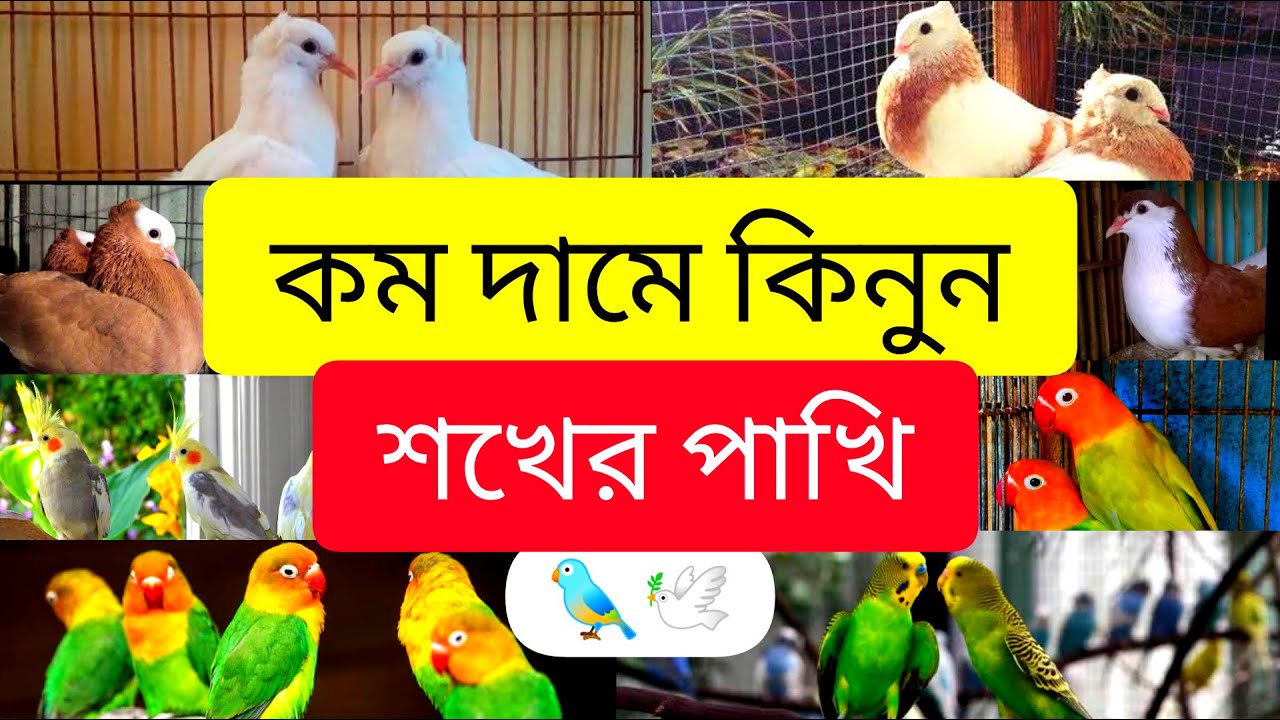 Birds Price in Bangladesh। শখের পাখির দাম। Love bird, cockatiel