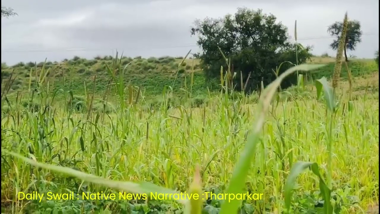 DAILY SWAIL NEWS: Native News Narrative| The Beauty of Tharparkar