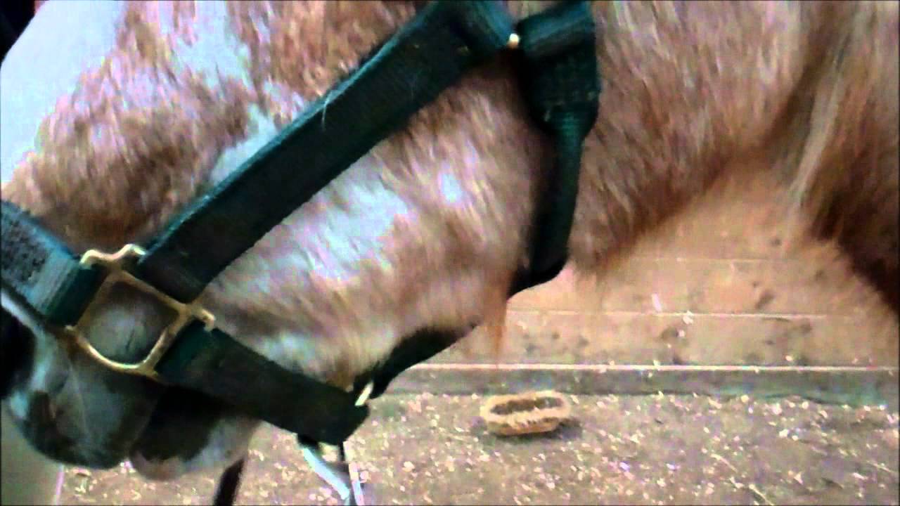 how to tack and untack a horse [Foggy] CMF Video YouTube