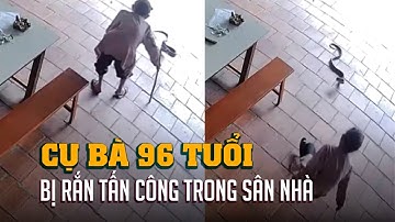 Rắn hổ mang tấn công trong sân nhà, cụ bà 96 tuổi hoảng hốt té ngã