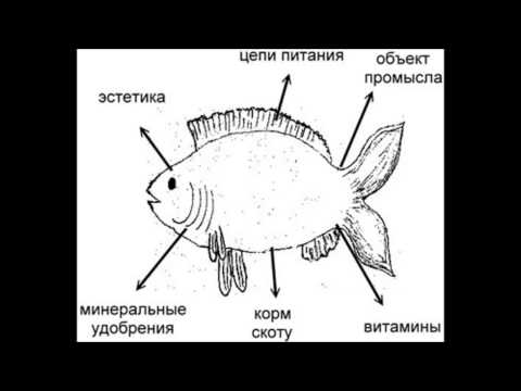 Андрей Макаревич. Рыбак Рыбака (Место где свет)