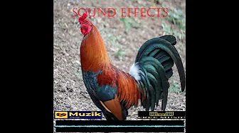 Rooster crowing in the morning | Sound Effects