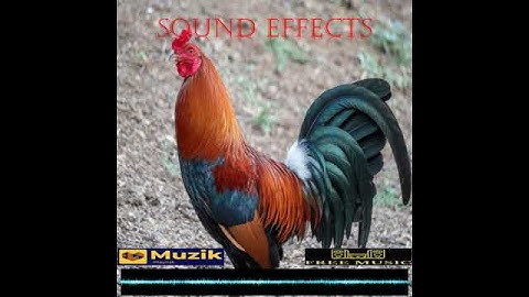 Thumbnail of Rooster crowing in the morning | Sound Effects