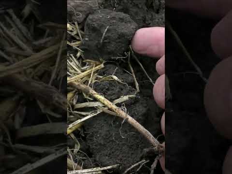 Купил дом и нашел на огороде редкую монету... #находка #новости