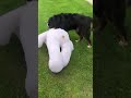 Dog Gets A HUGE Surprise | The Dodo  #thedodoanimals #dog