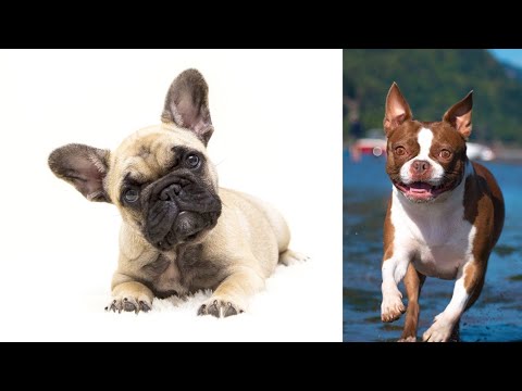 法国斗牛(French Bulldog)和波士顿㹴(Boston Terrier)-哪个更好？