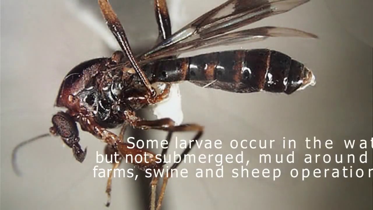 NeoSeeums Biting Midges