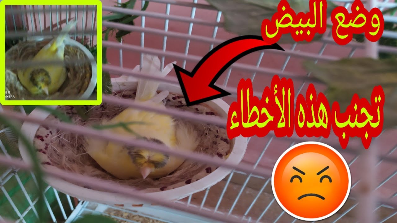 إنتاج الحسون و الهجين 🔥🐣بهذه الأخطاء ستخسر موسم الإنتاج سواء الحسون أو الكناري 😳 😳