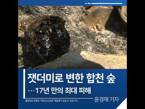 [짧은뉴스] 잿더미로 변한 합천 숲 #shorts