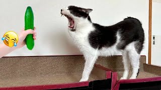 Best Cats and Dogs Videos  Funny Animal Videos 2024 #13