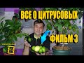 ВСЕ О ВЫРАЩИВАНИИ ЛИМОНА, МАНДАРИНА В ДОМАШНИХ УСЛОВИЯХ ФИЛЬМ 3. ЦВЕТЕНИЕ. ПЛОДОНОШЕНИЕ. УРОЖАЙ