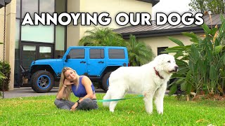 We tried to be as annoying as possible to our dogs..