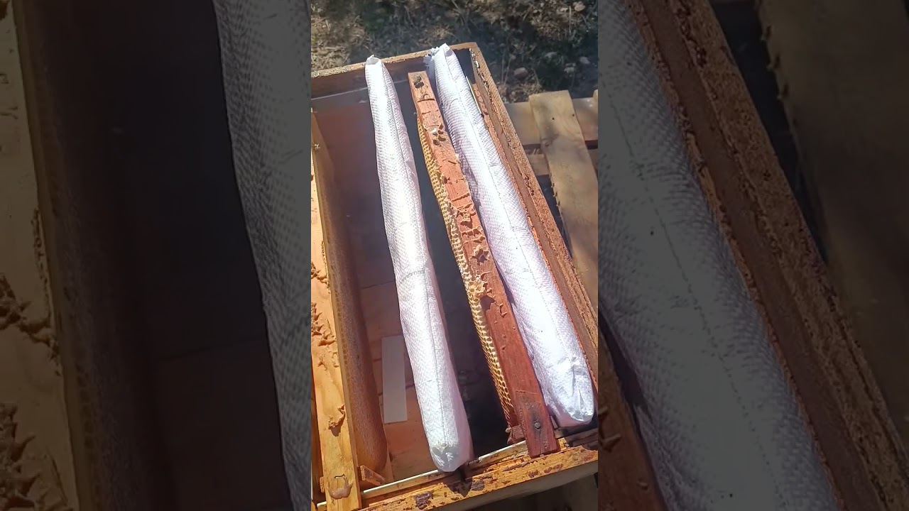 18.12.2025 Adana Kozan Pudra şekeri ve oksalit asit uygulaması #keşfet #bee #arıcılık #adana 