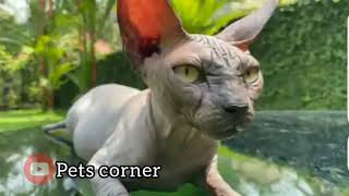 Sphynx Cat #SphynxCat #Petscorner