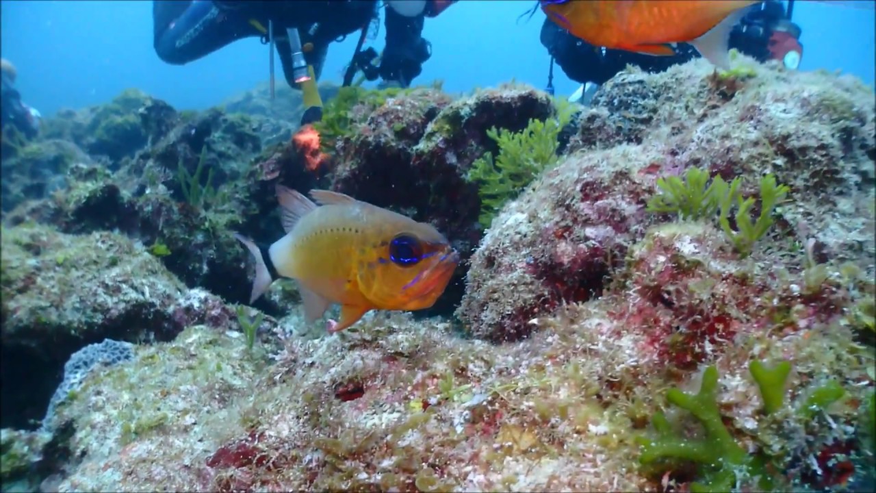 串本の海の動画 アオスジテンジクダイ産卵 Youtube