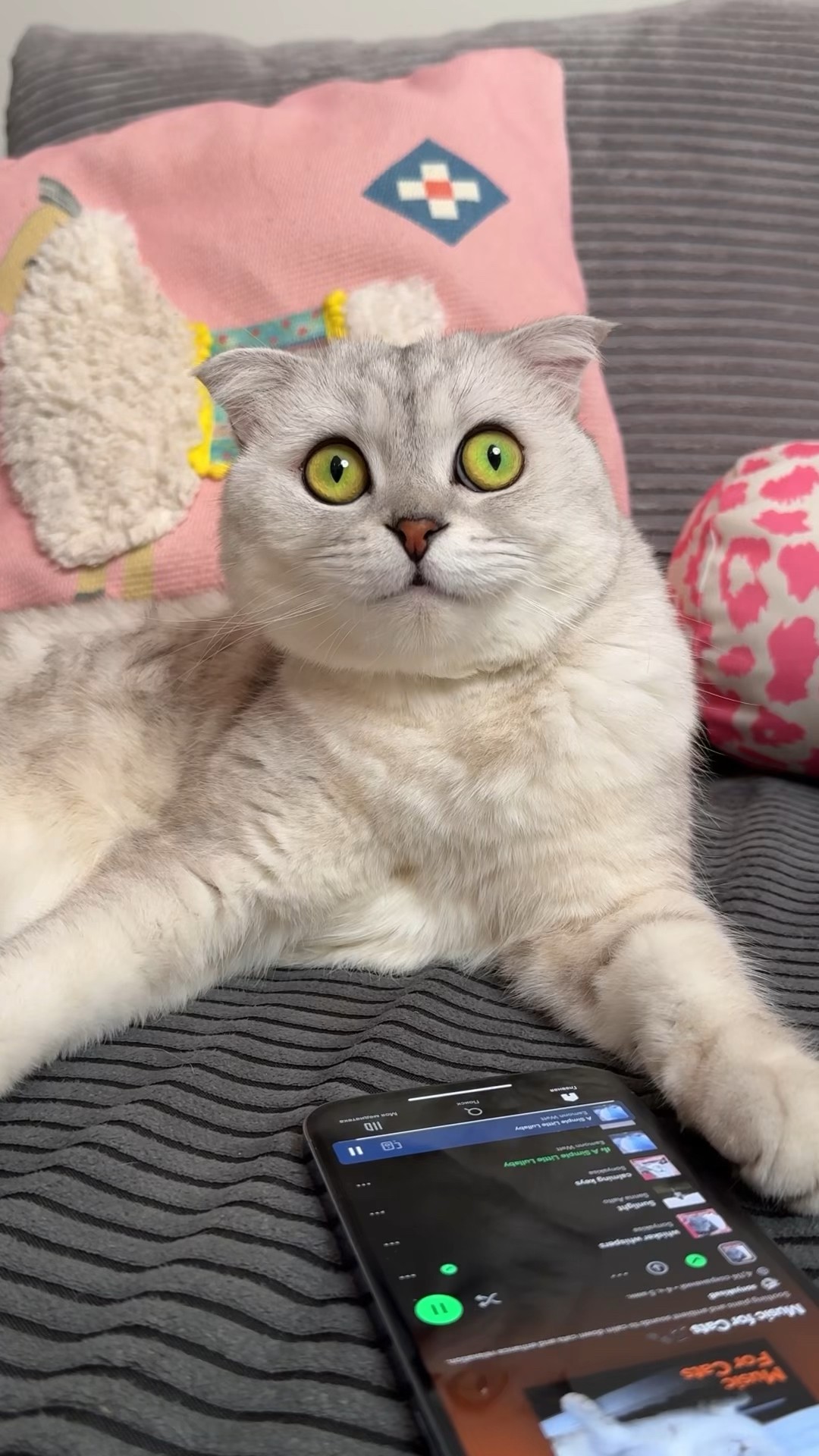 Music for cats by Sonyakisa? Subscribe to our playlist. Link in bio. #cat #cats
