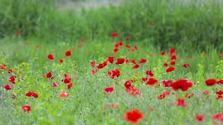 Beautiful  relaxing music Net Worth