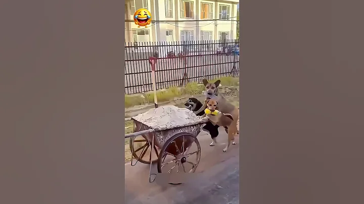 Video 10786631: cat dog animals pets, cat dog funny compilation, cats dogs pets laugh, hilarious cats dogs, enjoy funny cats