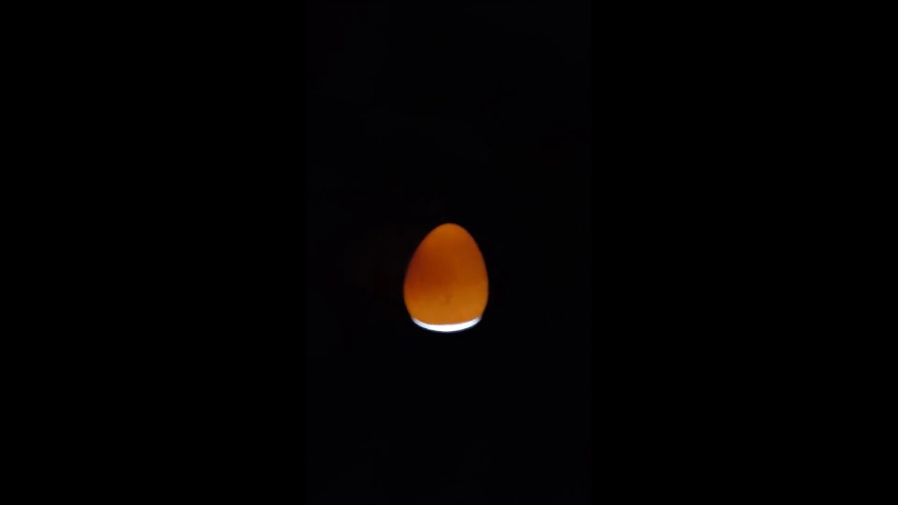 Guinea Egg Candling - YouTube