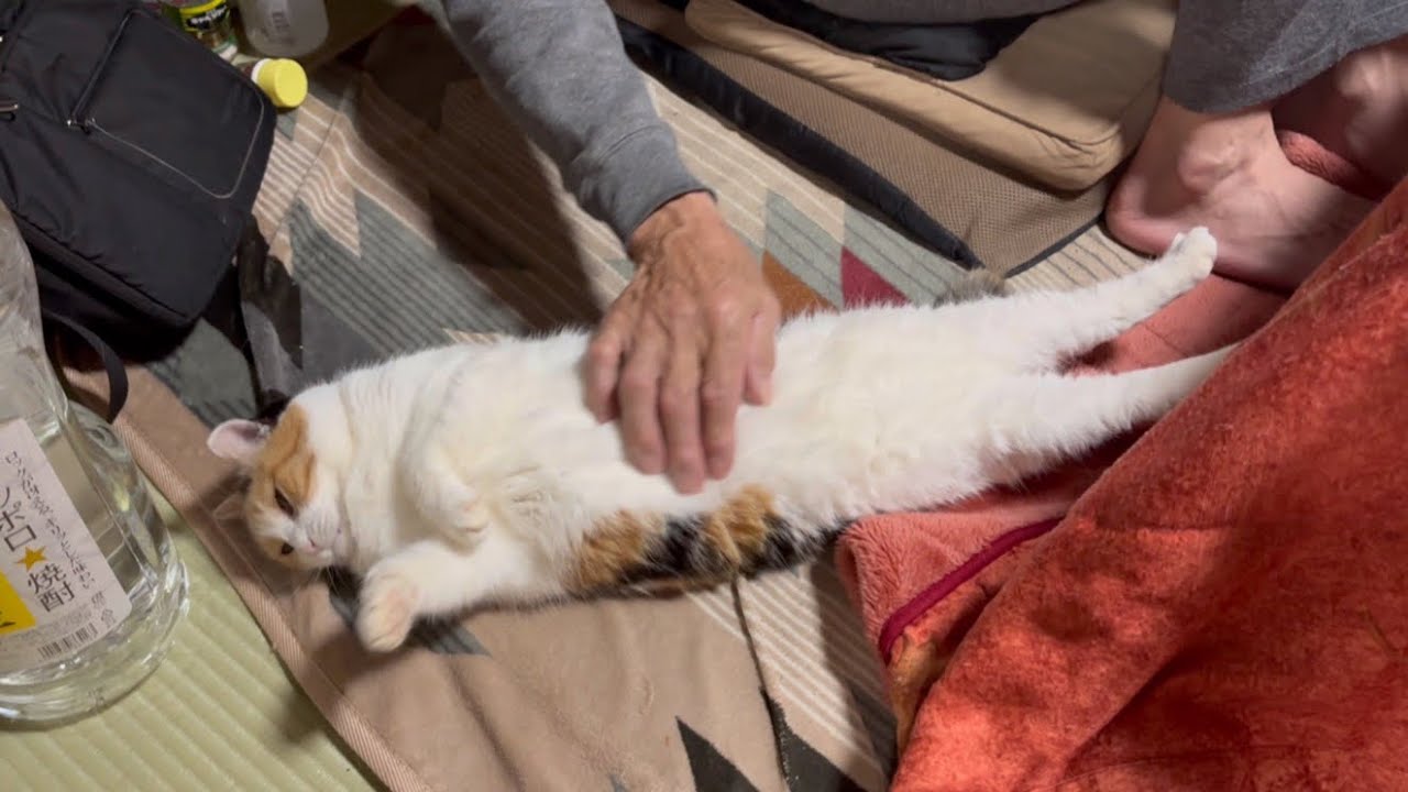 転がりながらパパに甘える三毛猫』が癒やされすぎると話題に→「国宝級