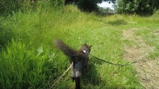 Marley enjoys a summer stroll in the countryside by Adventures of Luna and Marley 41 views 1 year ago 3 minutes, 1 second